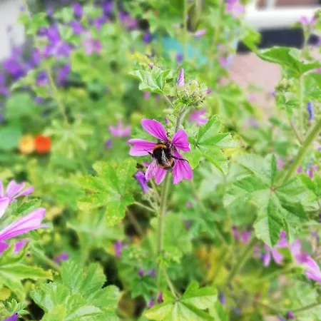 Applecroft House Cill Airne