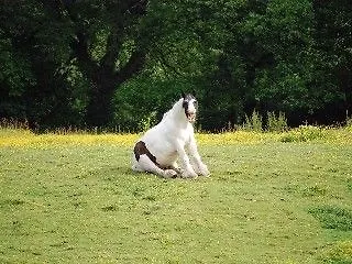 Applecroft House Killarney