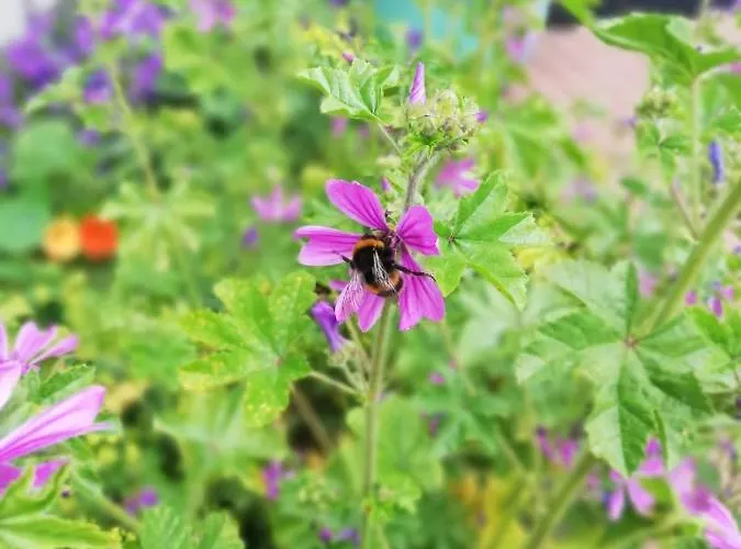 Applecroft House Killarney